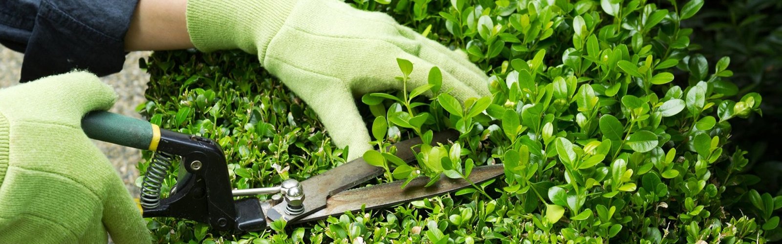 Happy to maintain your garden!!!